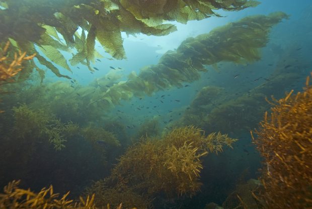 Algae farms remove 30 times more CO2 from the air than rainforests