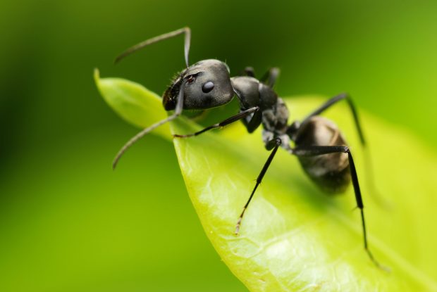 After 30 minutes of training, ants can smell cancer