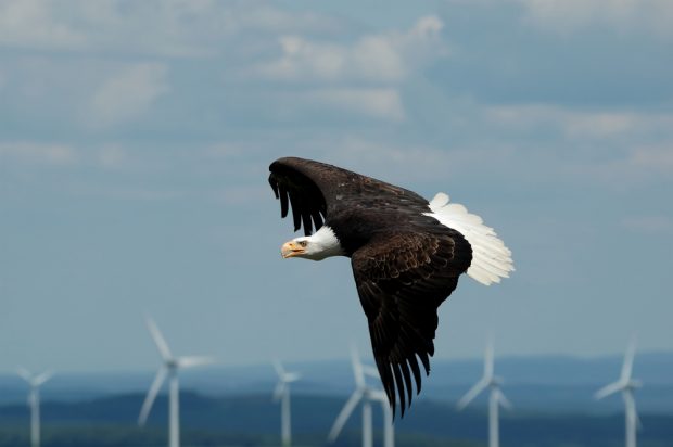 How does the coexistence of wind turbines and migratory birds work?