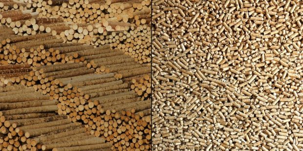 Is burning wood really a sustainable energy source?